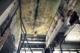 Best Basement Mold Removal  in Willmsburg, IA